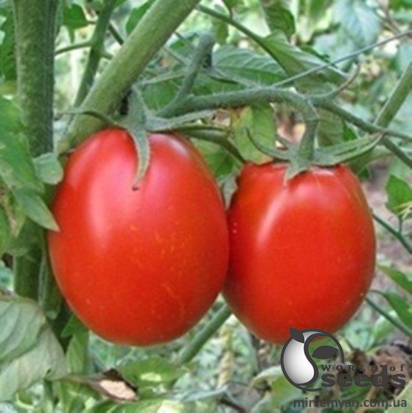 Помидоры Н 6416 F1 25 000 семян. (Nunhems) Помидоры Н 6416 F1 25 000 семян. (Nunhems)