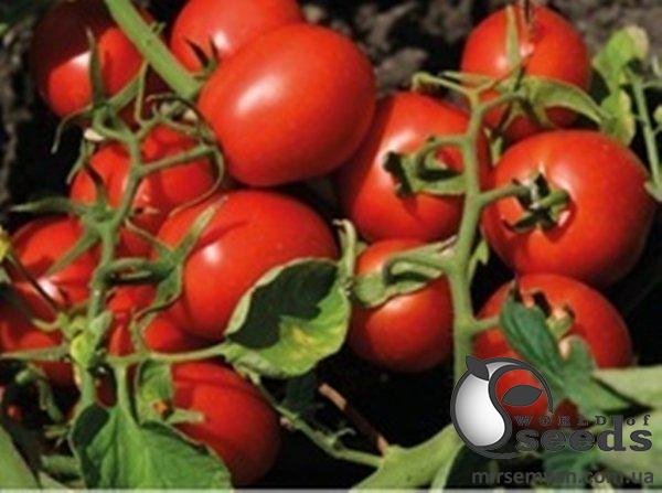 Помидоры Н 6438 F1 25000 семян. (Nunhems) Помидоры Н 6438 F1 25000 семян. (Nunhems)