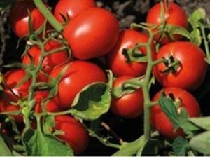 Помидоры Н 6438 F1 25000 семян. (Nunhems)