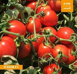 Помидоры Н 6438 F1 25000 семян. (Nunhems)