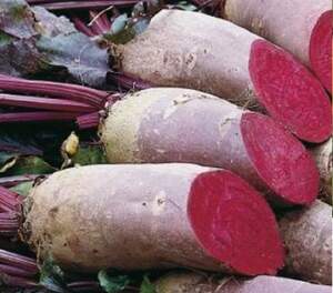 Свекла Ломако (2,75-3,5) 100 000 семян. (Rijk Zwaan) Свекла Ломако (2,75-3,5) 100 000 семян. (Rijk Zwaan)