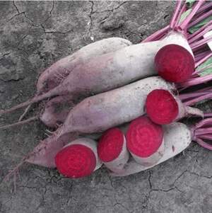 Свекла Ломако (3,5-4,25) 25 000 семян. (Rijk Zwaan) Свекла Ломако (3,5-4,25) 25 000 семян. (Rijk Zwaan)