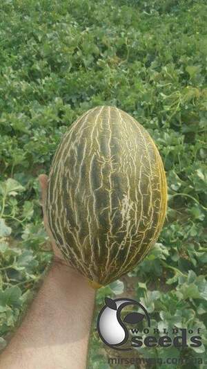 Дыня Долсура F1 1000 семян. (Rijk Zwaan)