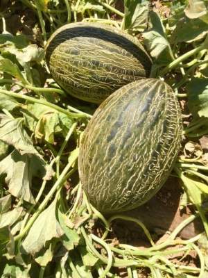 Дыня Долсура F1 1000 семян. (Rijk Zwaan) Дыня Долсура F1 1000 семян. (Rijk Zwaan)