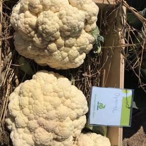 Капуста цветная Ормонд F1 1000 семян. (Rijk Zwaan)