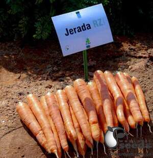 Морковь Джерада F1 (2-2,2), 25 000 семян. (Rijk Zwaan)