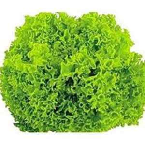 Салат Локарно  (драже) 1000 семян. (Rijk Zwaan) Салат Локарно  (драже) 1000 семян. (Rijk Zwaan)