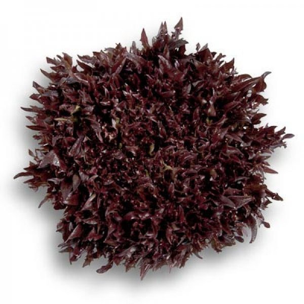 Салат Кодекс 1000 семян. (Rijk Zwaan) Салат Кодекс 1000 семян. (Rijk Zwaan)