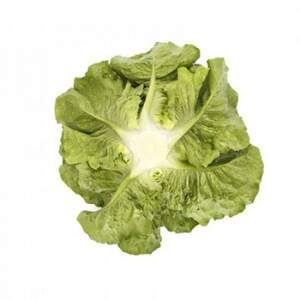 Салат Тацитус 5000 семян. (Rijk Zwaan)