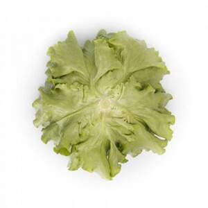 Салат Томбело 1000 семян. (Rijk Zwaan)