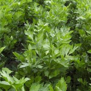 Сельдерей Артур 10 000 семян. (Rijk Zwaan)