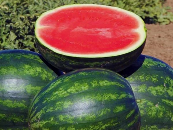 Арбуз Фелип F1 500 семян. (Hazera) Арбуз Фелип F1 500 семян. (Hazera)