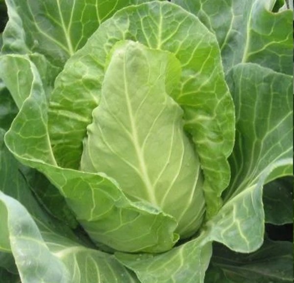 Капуста Редженси F1 2500 семян. (Hazera) Капуста Редженси F1 2500 семян. (Hazera)