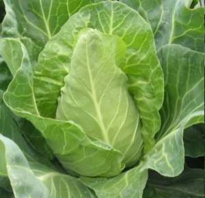 Капуста Редженси F1 2500 семян.  (Hazera) Капуста Редженси F1 2500 семян.  (Hazera)