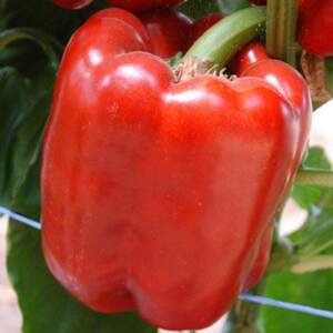 Перец Кримсон Кинг F1 250 семян. (Hazera) Перец Кримсон Кинг F1 250 семян. (Hazera)