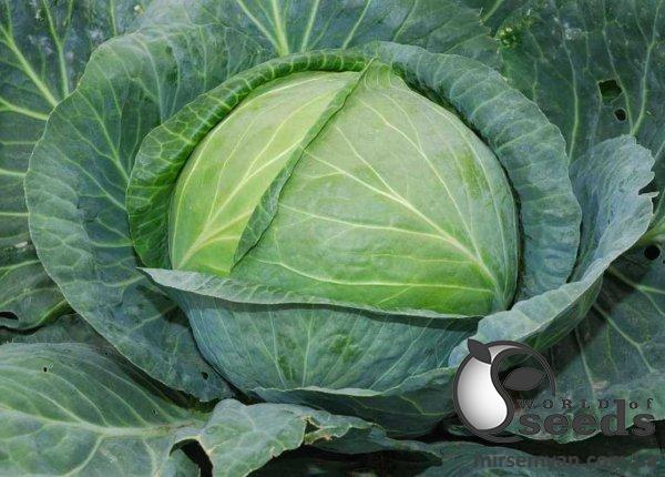 Капуста Атрия F1 1000 семян. (Seminis) Капуста Атрия F1 1000 семян. (Seminis)