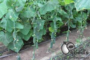 Огурец Мадрилен F1 1000 семян. (Seminis) Огурец Мадрилен F1 1000 семян. (Seminis)