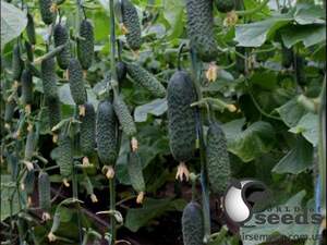 Огурец Мадрилен F1 1000 семян. (Seminis)