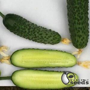 Огурец Мадрилен F1 1000 семян. (Seminis)