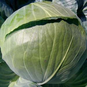 Капуста Ларсия F1 2500 семян. (Seminis)