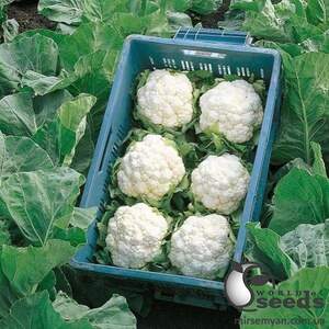 Капуста цветная Кердос F1/Kerdous F1 1000 семян. (Seminis)