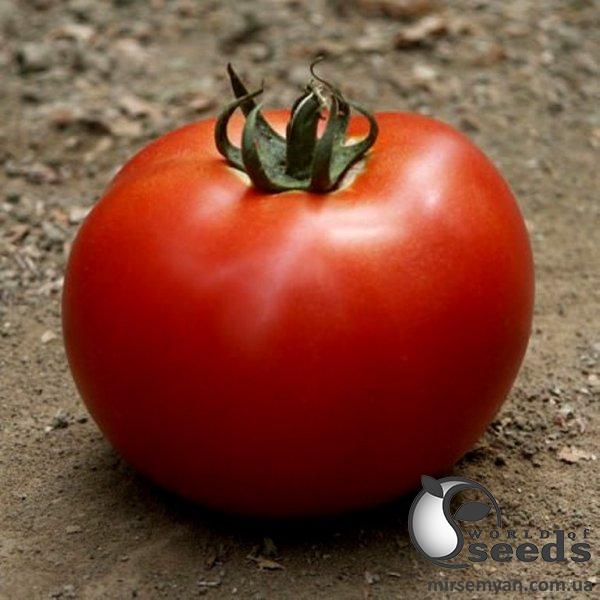 Помидоры Мирсини F1 1000 семян. (Seminis) Помидоры Мирсини F1 1000 семян. (Seminis)