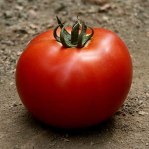 Помидоры Мирсини F1 1000 семян. (Seminis)