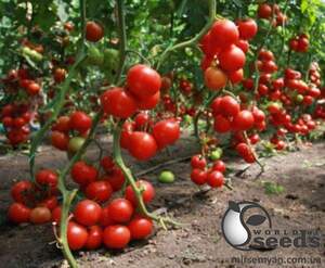 Помидоры Ядвига F1 100 семян. (Kitano) Помидоры Ядвига F1 100 семян. (Kitano)