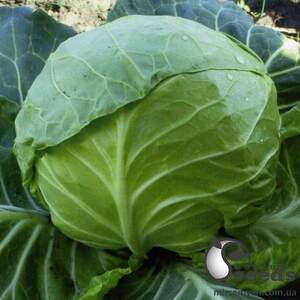 Капуста Акира F1 1000 семян. (Kitano) Капуста Акира F1 1000 семян. (Kitano)