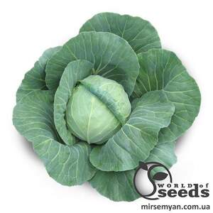 Капуста Акира F1 1000 семян. (Kitano) Капуста Акира F1 1000 семян. (Kitano)