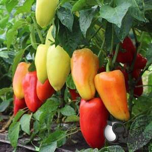 Перец Яника F1 500 семян. (Kitano)