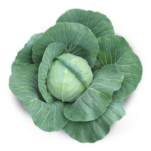 Капуста Акира F1 2500 семян. (Kitano) Капуста Акира F1 2500 семян. (Kitano)