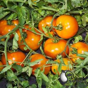 Помидоры Айсан F1 1000 семян. (Kitano) Помидоры Айсан F1 1000 семян. (Kitano)