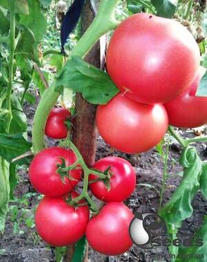 Томат Кассаморы F1/ Kasamori  100 семян. (Kitano)s)