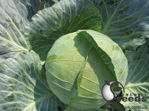 Капуста Наоми F1 2500 семян.