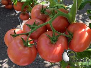 Помидоры Кибо F1 100 семян. (Kitano)