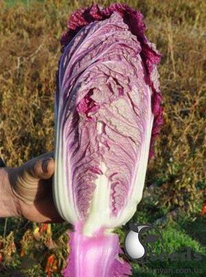 Семена капусты пекинской КС 888 F1 500 семян. (Kitano)