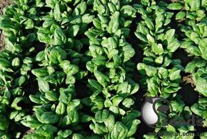 Шпинат Рембрандт F1 50 000 семян. (Bejo)