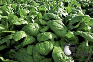 Шпинат Рембрандт F1 50 000 семян. (Bejo) Шпинат Рембрандт F1 50 000 семян. (Bejo)