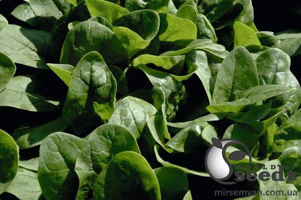 Шпинат Рембрандт F1 50 000 семян. (Bejo) Шпинат Рембрандт F1 50 000 семян. (Bejo)