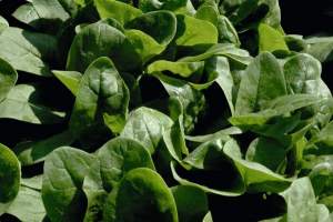 Шпинат Рембрандт F1 50 000 семян. (Bejo) Шпинат Рембрандт F1 50 000 семян. (Bejo)