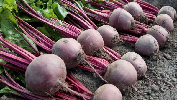 Свекла Беттоло F1 10 000 семян. (Bejo) Свекла Беттоло F1 10 000 семян. (Bejo)