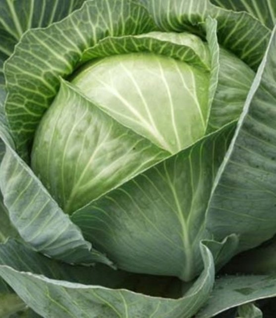 Капуста Каунтер F1/Counter F1. 10 000 семян. (Bejo) Капуста Каунтер F1/Counter F1. 10 000 семян. (Bejo)