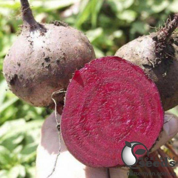 Свекла Бикорес/Bikores 5 000 семян. (Bejo) Свекла Бикорес/Bikores 5 000 семян. (Bejo)