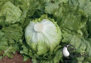 Салат Руморс/ Rumours 5000 семян. (Bejo) Салат Руморс/ Rumours 5000 семян. (Bejo)