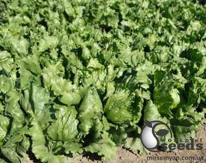 Салат Руморс/ Rumours 5000 семян. (Bejo) Салат Руморс/ Rumours 5000 семян. (Bejo)