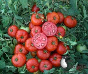 Помидоры Мармара F1 1000 семян. (Yuksel Seeds)