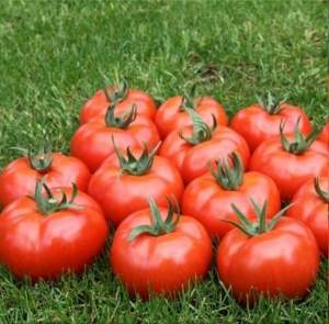 Помидоры Мармара F1 1000 семян. (Yuksel Seeds)