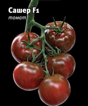 Помидоры Сашер F1 500 семян. (Yuksel Seeds)