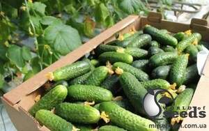 Огурец Лютояр F1 250 семян. (Yuksel Seeds)